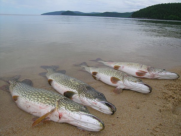 Файл:Трофеи щуки.jpg