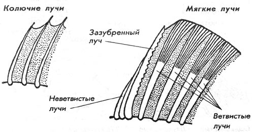 Файл:Морфологическое строение плавников у рыб.jpg