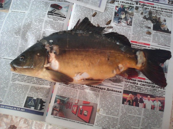 Файл:Пойманный зеркальный карп.jpg