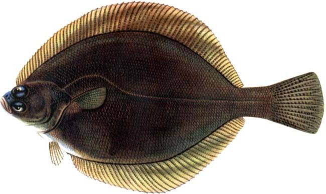 Файл:Рыба камбала.jpg