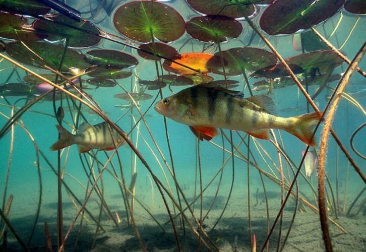 Файл:Образ жизни окуня.jpg