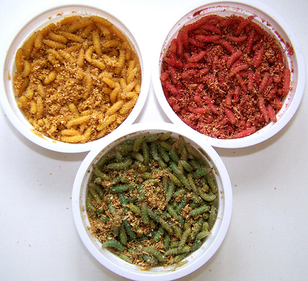 Файл:Окрашенный опарыш.jpg