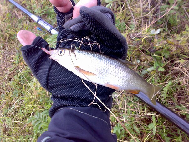 Файл:Елец на поплавочную удочку.jpg