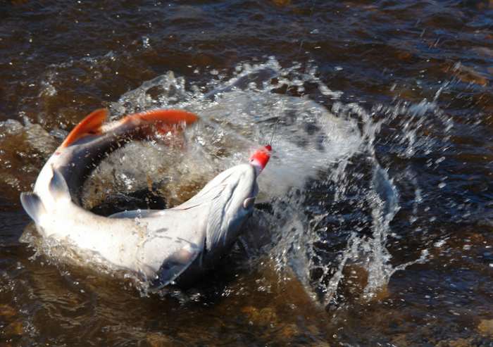 Файл:Рыбалка в Республике Хакасия.jpg