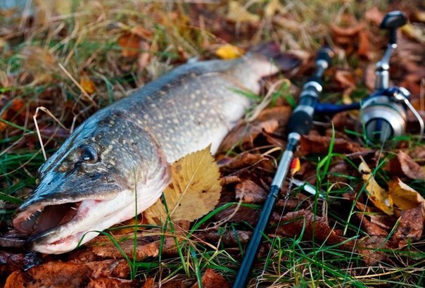 Файл:Ловля щуки осенью.jpg