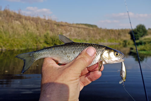 Файл:Елец на воблер.jpg