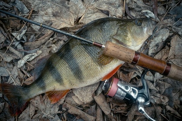 Файл:Трофейный окунь.jpg