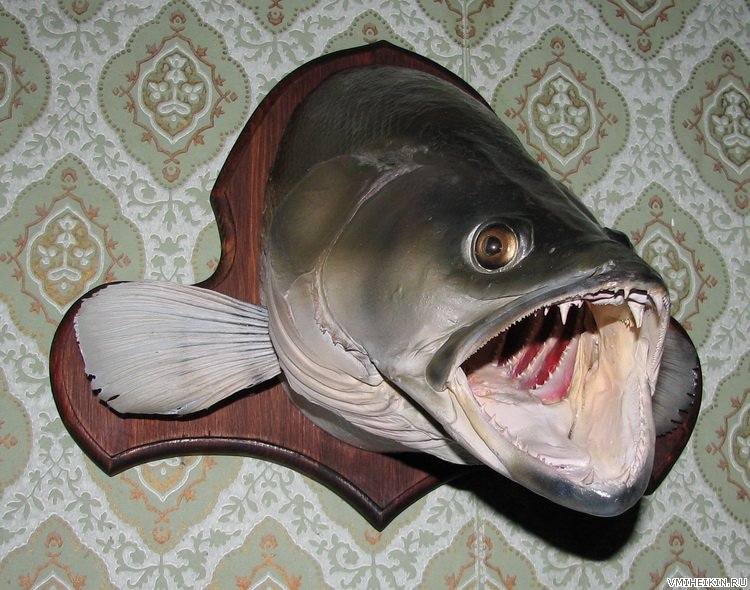 Файл:Чучело судака.jpg