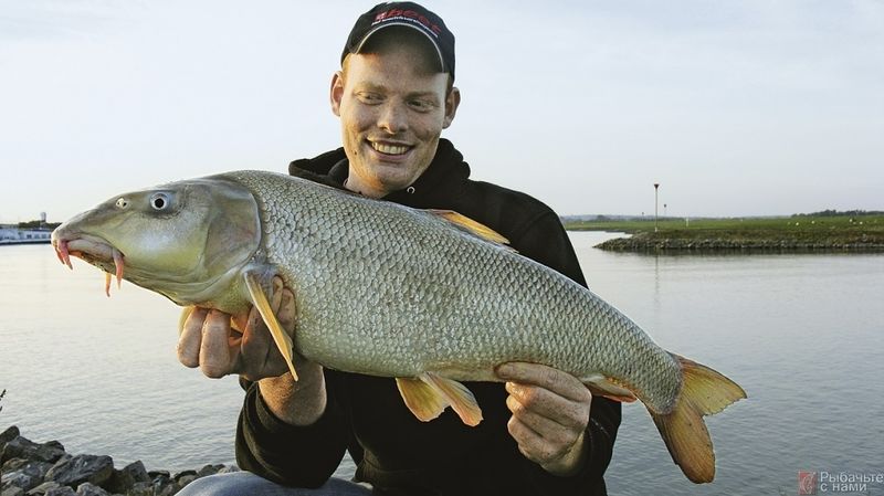 Файл:Ловля усача.jpg