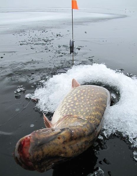 Файл:Щука на жерлицу.jpg