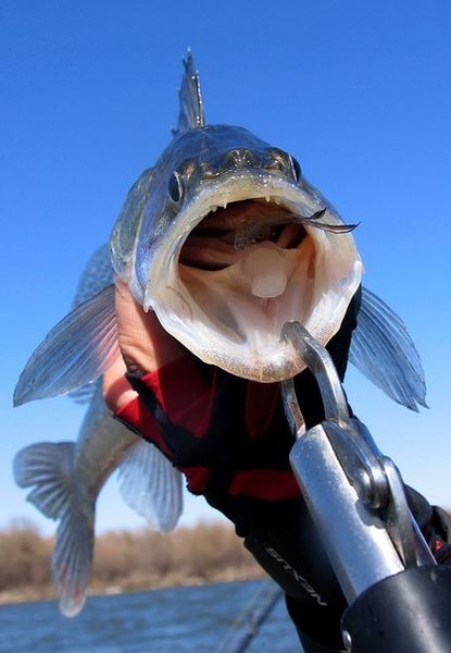 Файл:Судак на живца.jpg