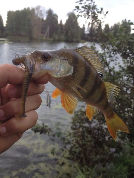 Файл:Окунь на микроджиг.jpg