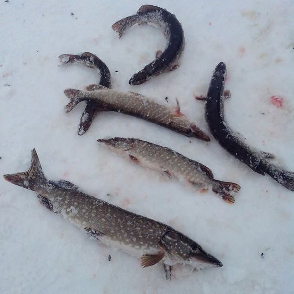 Файл:Зимнее фото щуки.jpg