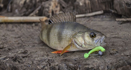 Окунь на виброхвост.jpg