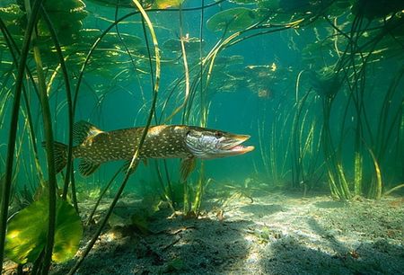 Места обитания щуки.jpg