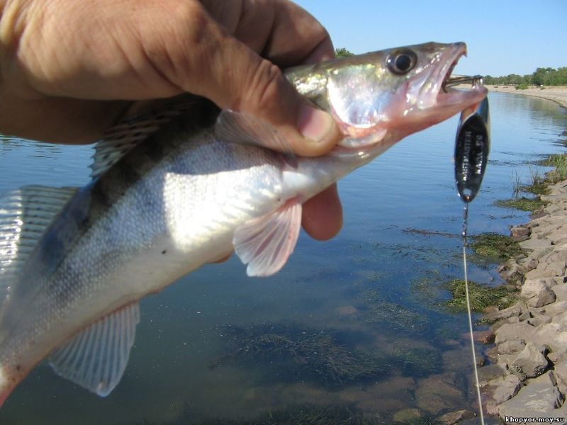 Файл:Судак на кастмастер.jpg