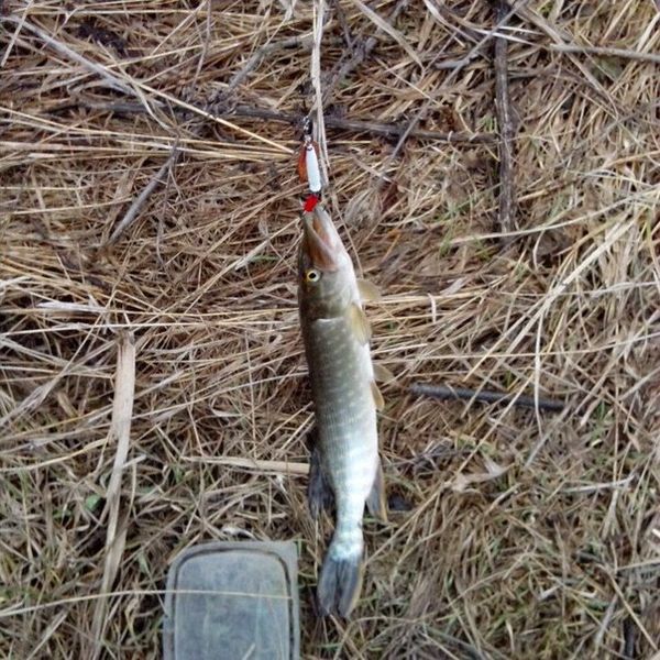 Файл:Небольшая щучка.jpg