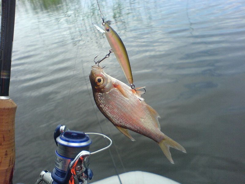 Файл:Густера жрала воблер.jpg