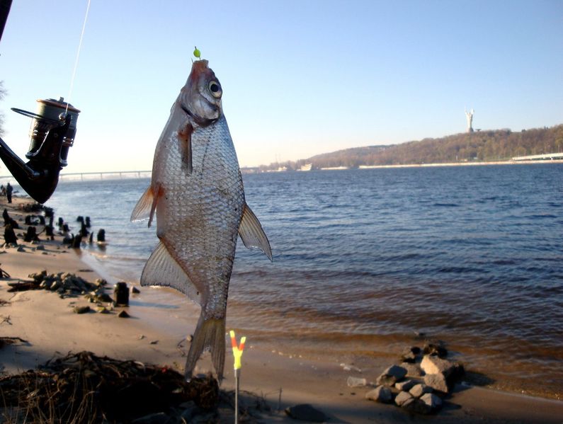 Файл:Густера на фидер.jpg