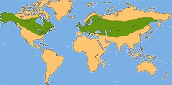 Распространение щуки в мире.jpg