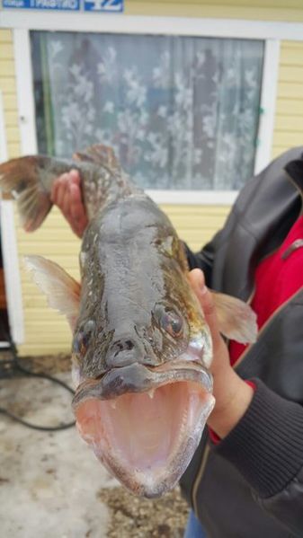 Файл:Судак 4 кг.jpg