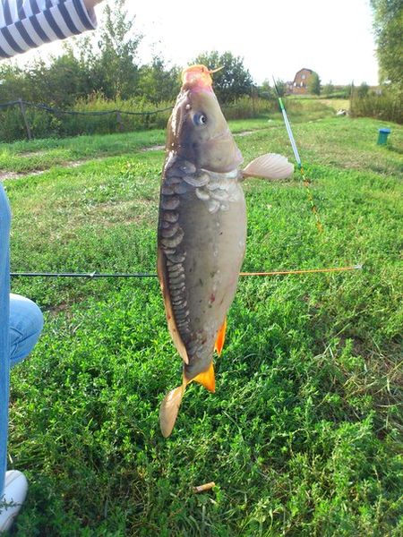 Файл:Зеркальный карпенок на удочку.jpg