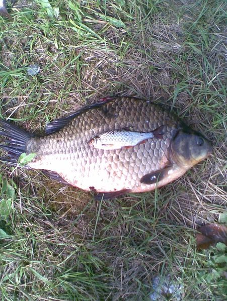 Файл:Трофейный карась.jpg