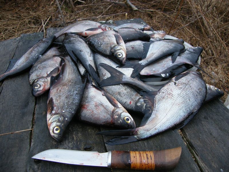 Файл:Несколько десятков густер.jpg