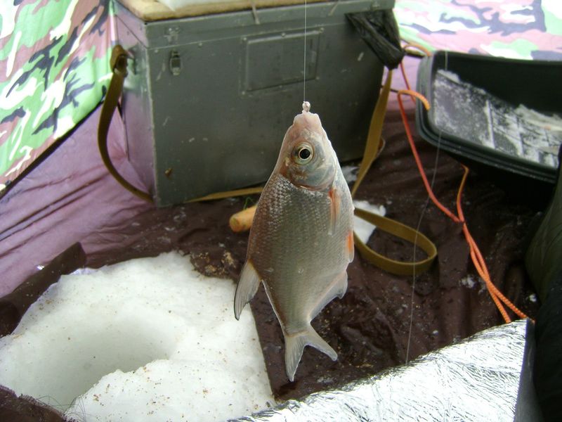 Файл:Зимняя ловля густеры.jpg