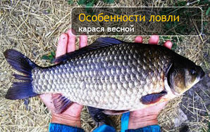 Ловля карася весной.jpg