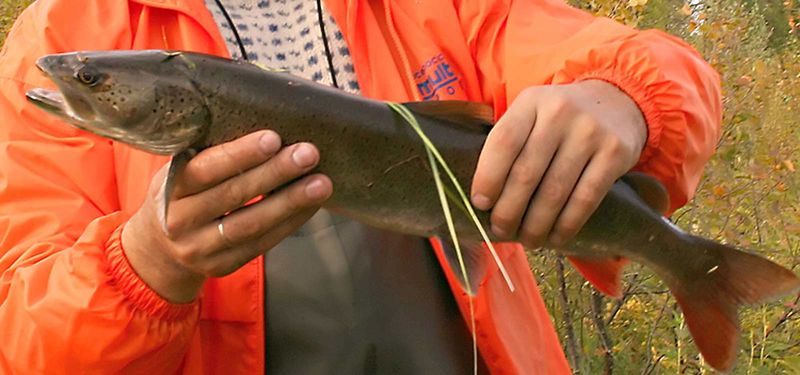 Файл:Ловля тайменя.jpg