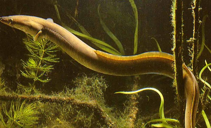 Файл:Образ жизни угря.jpg