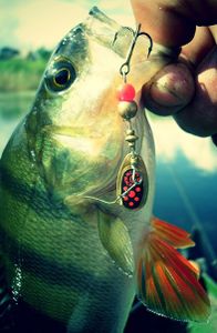 Окунь на вращалку.jpg