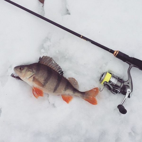 Файл:Окунь на зимний спиннинг.jpg
