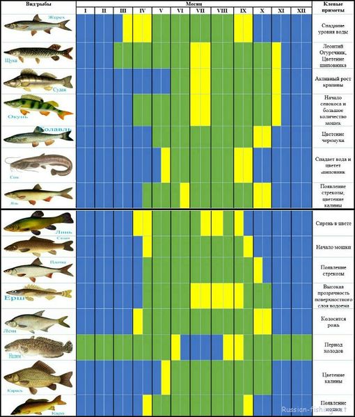 Файл:Рыболовный календарь.jpg