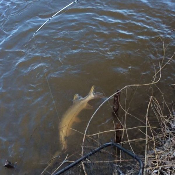 Файл:Весенняя щука.jpg