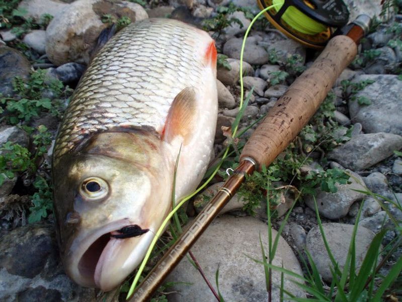 Файл:Ловля форели нахлыстом.jpg