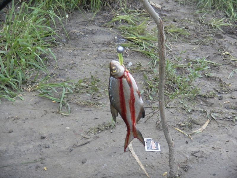 Файл:Жадная густера.jpg