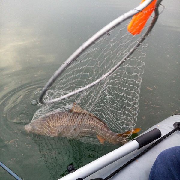 Файл:Карп в подсаке.jpg