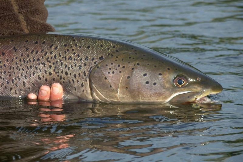 Файл:Рыба таймень.jpg