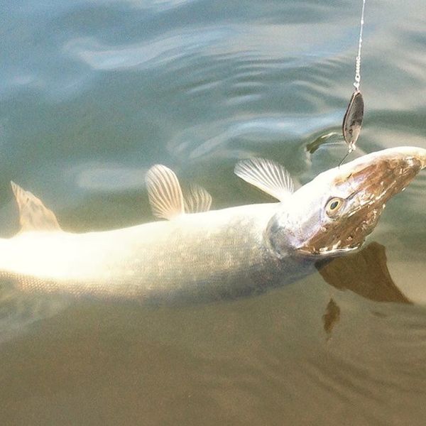 Файл:Щука на колебалку.jpg