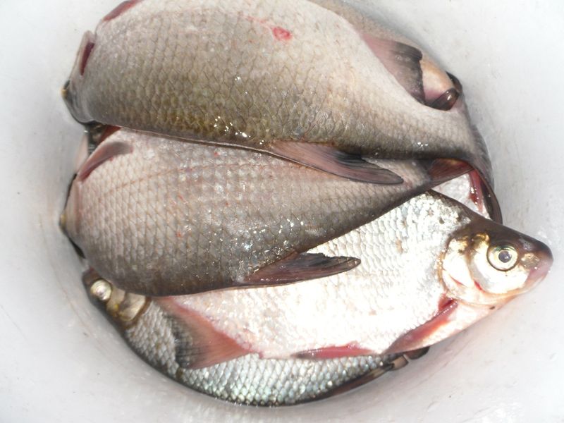 Файл:Улов густеры.jpg