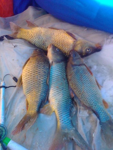 Файл:Карпы на мормышку.jpg