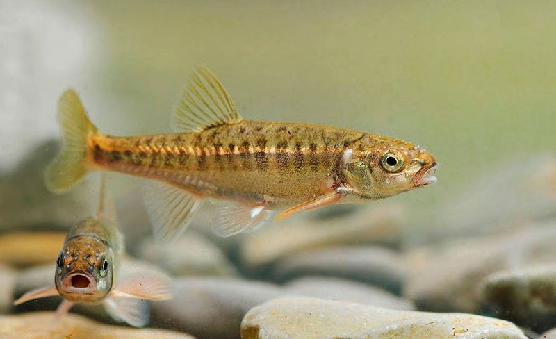 Файл:Рыба гольян.jpg