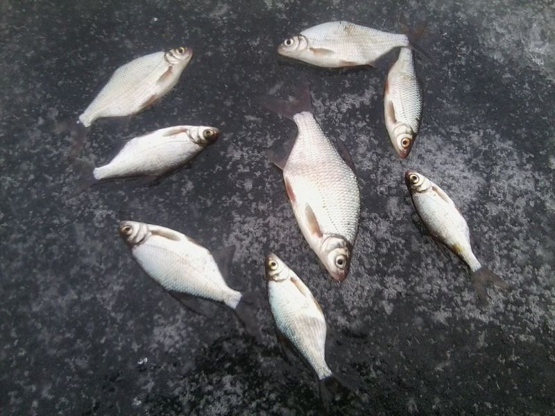 Файл:Густера на льду.jpg