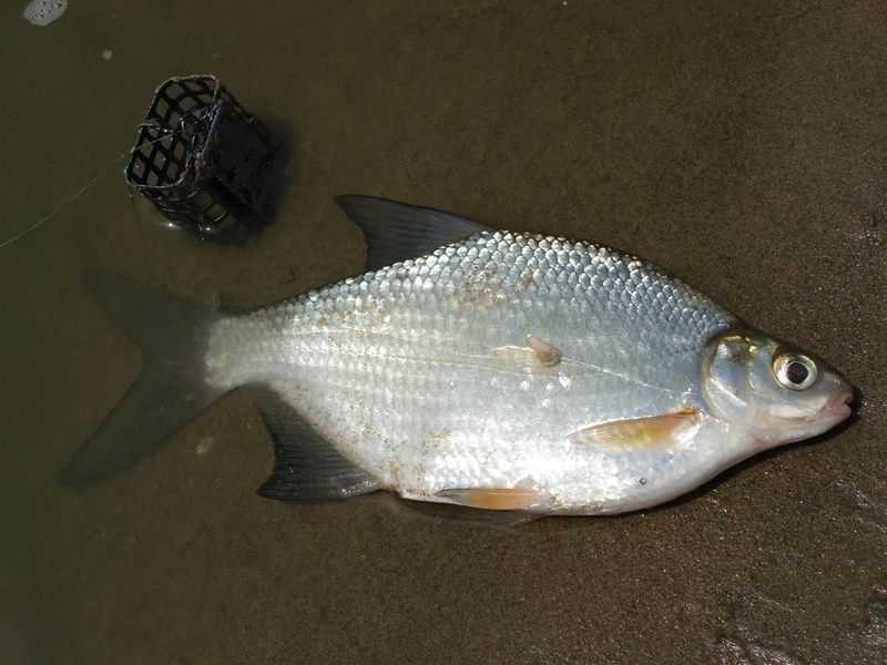 Файл:Фидерная ловля густеры.jpg