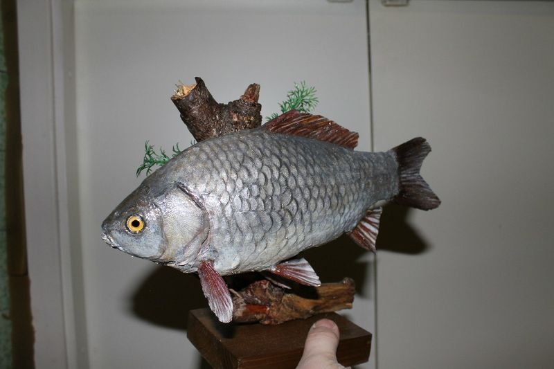 Файл:Чучело карася.jpg