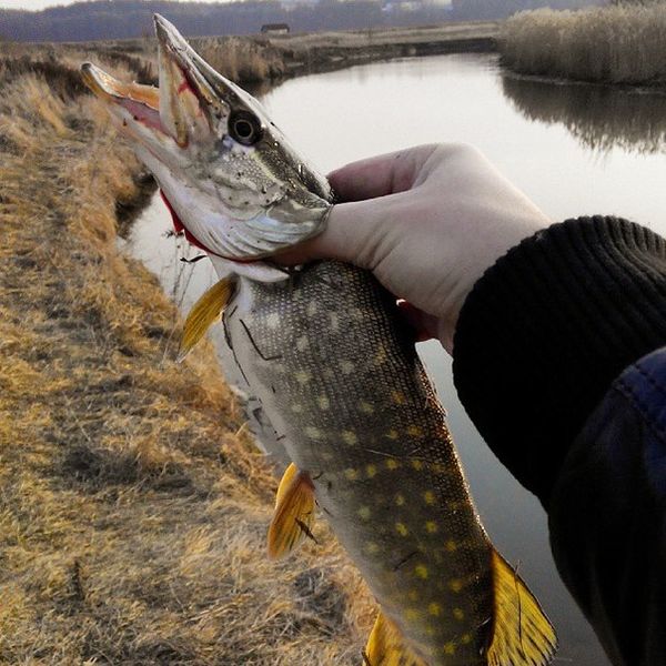 Файл:Мартовская щука.jpg