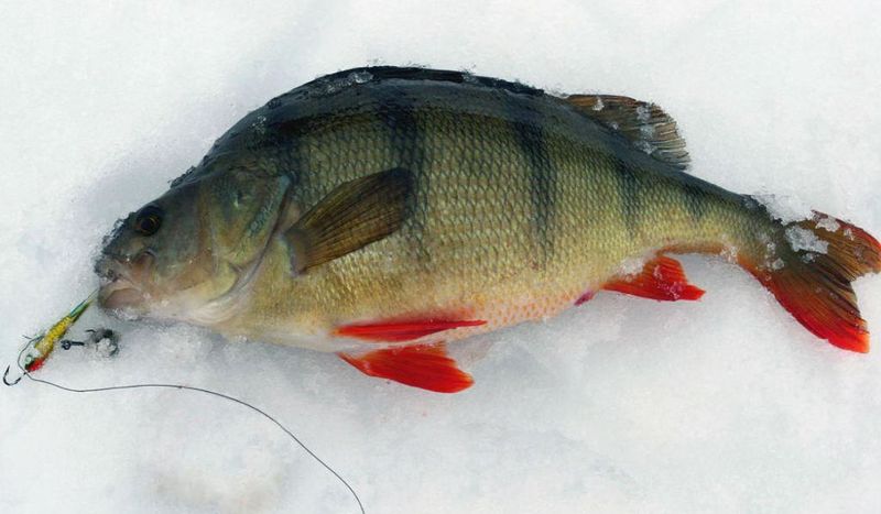 Файл:Окунь с балансиром.jpg