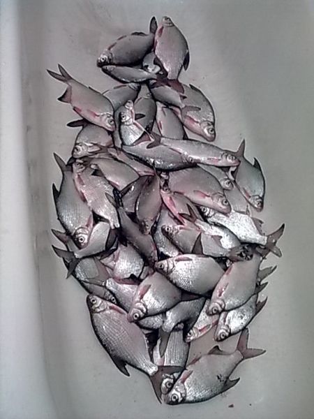 Файл:Улов густеры в ванне.jpg